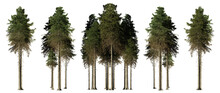 Tall Fir Tree Collection, Isolated On Transparent Background