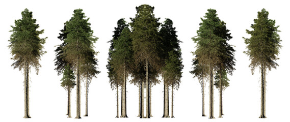 tall fir tree collection, isolated on transparent background