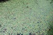 Wide view of a pond covered with small green lily pads natural horizontal background texture