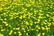 Field of yellow flowers with one red blossom and a few blue ones against bright green foliage
