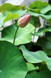Pretty pastel unopened lotus flower blossom with blurry green leaves in background