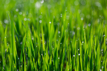 Grass in dew and morning sun glare, abstract background