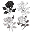 Set of rose with leaves, Flower silhoutte on white background