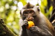 Close up of monkey eating fruit in the jungle. 