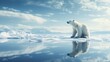 ice bear on an ice floe