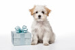 Small dog with gift box on white background