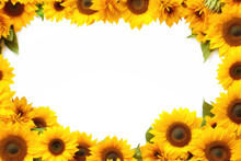 Frame Made Of Different Sunflowers