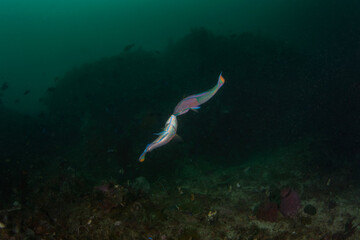 Wall Mural - Princess parrotfish on the seabed in Raja Ampat. Scarus taeniopterus during dive in Indonesia. Parrotfish are fighting between themselfs. Blue fish with purple strips.