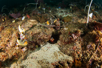 Wall Mural - Peacock mantis shrimp on the seabed in Raja Ampat. Odontodactylus scyllarus during dive in Indonesia. Shrims with fast pincers is hiding on the coral.