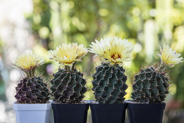 Hamatocactus setispinus group beautiful yellow flowers blooming