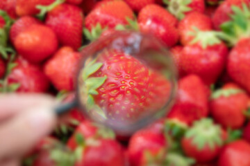 Poster - Magnifying glass in person's hand in front of red strawberries, close up, macro. Check the quality, fresh berries, organic farming, nutrition and vitamins concepts