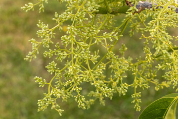  Close-up of tree branch with green leaves, yellow flowers - blurred background. Taken in Toronto, Canada.