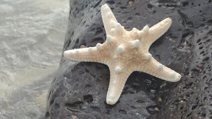 Poster - Starfish lying on seashore in summer.