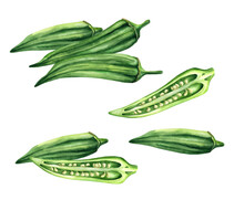 Fresh Okra, Whole And Sliced On White Background. Watercolor Illustration