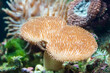 Soft coral in fish tank