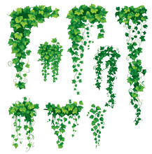 Set Of Cartoon Green Ivy. Creeper Tree Foliage Border, Garden Decoration. Vector Illustration.