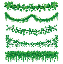 Set Of Cartoon Green Ivy. Creeper Tree Foliage Border, Garden Decoration. Vector Illustration.