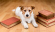 Cute dog looking between old books, back to school, education, study background