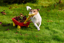 Dog Pulls Cart Full Of Raked Fall Leaves On Green Grass In Garden. Autumn Clean Up Humorous Concept