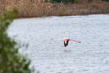 Single Flamingo Flying Low Above Surface Of Water