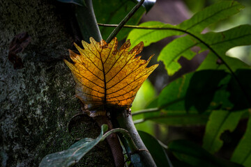 Canvas Print - yellow leaf on a vine, Bukit Lawang, Sumatra, Indonesia