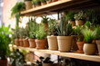 Shelf with many different houseplants in store