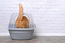 Funny Red Cat Step Inside A Closed Litter Box. Horizontal Image With Copy Space.	