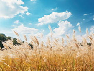 harvest field in the summertime