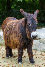 Long Haired Donkey