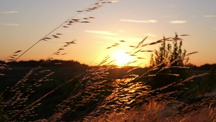 Wall Mural - Golden dry grass moving in the wind with a sunset 