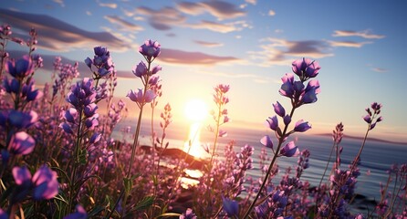 Wall Mural - lavender field at sunset