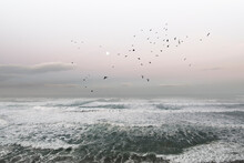 Flock Of Birds Flying Over Sea In Portugal