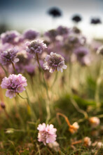 Close-up Of Purple Flowers