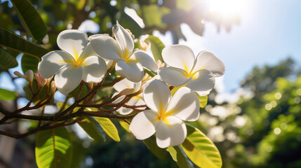Wall Mural - blooming branch of white frangipani against blue sky, generative ai
