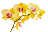 yellow orchid on white