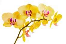 Yellow Orchid On White