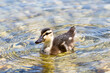 Duckling swimming on pond
