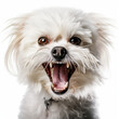 Angry Maltese Dog Growling Aggressively on White Background