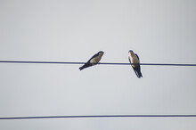 Swallows On A Wire In The Sky