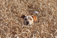 Portrait Of A Dog Hiding In A Wheat Field