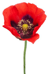 Wall Mural - poppy flower isolated