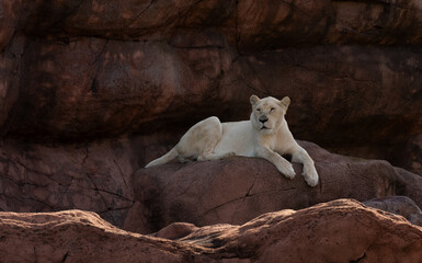 majestic white lion rests on red rocks