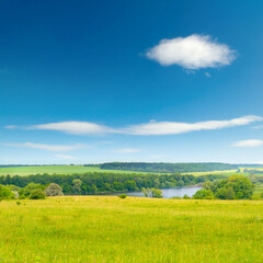 Bright summer pasture with fresh grass