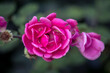 Piękny różowy kwiat ze schowanym świerszczem