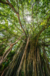 © JCB - Old banyan tree in sunlight