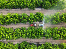 Anonymous Farmer Driving Tractor Spraying Pesticide On Lemon Trees