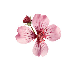 Wall Mural - portrait shot of a centered geranium flower