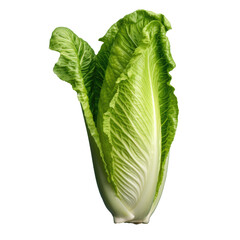 Wall Mural - Chinese cabbage on transparent background