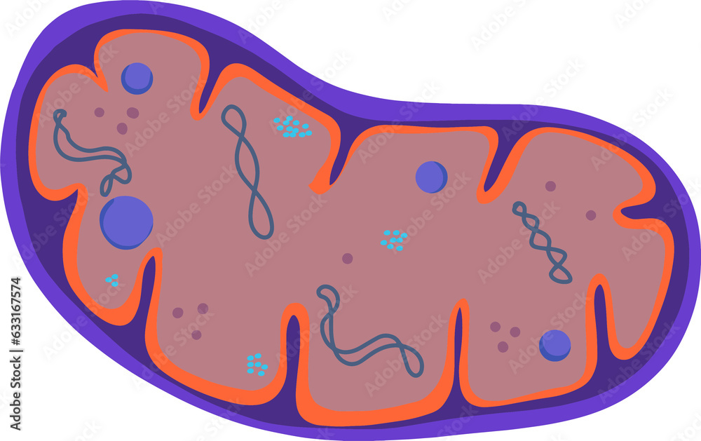 Components of a typical mitochondrion. Mitochondria are the powerhouses ...