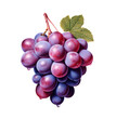 Luscious Small Bunch of Purple Grapes on a Transparent Backdrop